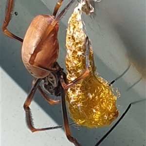 Trichonephila edulis (Golden orb weaver) by MazzV