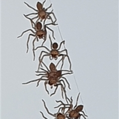 Heteropoda sp. (genus) (Huntsman spider) at Copmanhurst, NSW - 30 Mar 2025 by MazzV