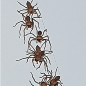 Heteropoda sp. (genus) (Huntsman spider) by MazzV