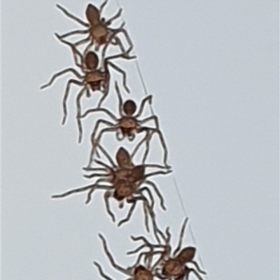 Heteropoda sp. (genus) (Huntsman spider) at Copmanhurst, NSW - 30 Mar 2025 by MazzV