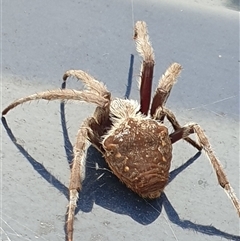 Unverified Spider by MazzV