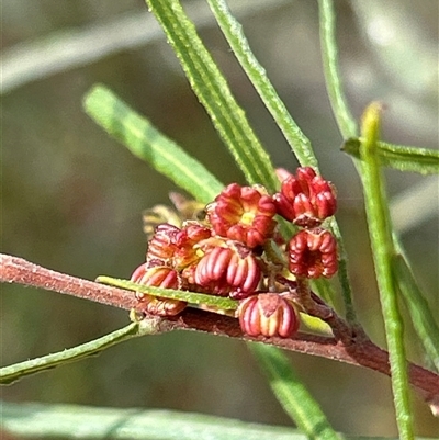Dodonaea viscosa subsp. angustissima (Hop Bush) at Red Hill, ACT - 7 Sep 2025 by LisaH