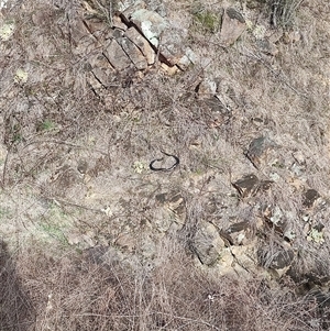 Pseudechis porphyriacus (Red-bellied Black Snake) at Kambah, ACT - 7 Sep 2025 by hyperchlorinated