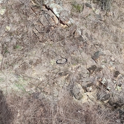 Pseudechis porphyriacus (Red-bellied Black Snake) at Kambah, ACT - 7 Sep 2025 by hyperchlorinated