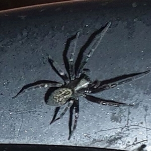 Badumna (genus) (Lattice-web spider) at Copmanhurst, NSW - 21 May 2025 by MazzV