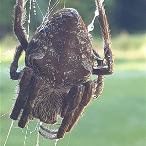 Unverified Orb-weaving spider (several families) by MazzV