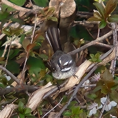Rhipidura albiscapa (Grey Fantail) at Queanbeyan East, NSW - 7 Sep 2025 by NathanaelC
