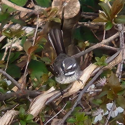Rhipidura albiscapa (Grey Fantail) at Queanbeyan East, NSW - 7 Sep 2025 by NathanaelC