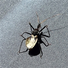 Pristhesancus plagipennis (Common Assassin Bug, Bee Killer Assassin Bug) by JenniferS