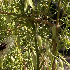 Clematis leptophylla (Small-leaf Clematis, Old Man's Beard) at Karabar, NSW - 6 Sep 2025 by Clarel
