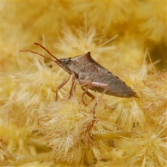 Rhynchocorini (tribe) (A spined stink bug) at Freshwater Creek, VIC - 5 Sep 2025 by WendyEM