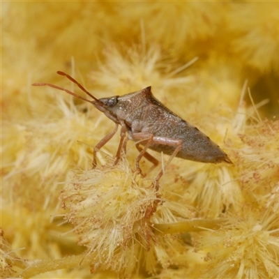 Rhynchocorini (tribe) (A spined stink bug) at Freshwater Creek, VIC - 5 Sep 2025 by WendyEM