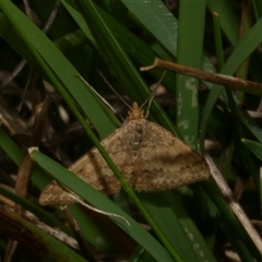 Scopula rubraria (Reddish Wave, Plantain Moth) at Freshwater Creek, VIC - 3 Sep 2025 by WendyEM