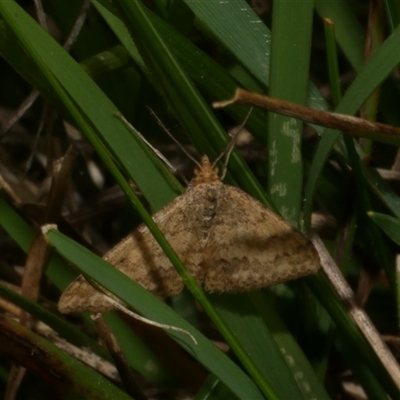 Scopula rubraria (Reddish Wave, Plantain Moth) at Freshwater Creek, VIC - 3 Sep 2025 by WendyEM