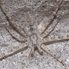 Tamopsis eucalypti (A two-tailed spider) at Yarralumla, ACT - 7 Sep 2025 by TimL