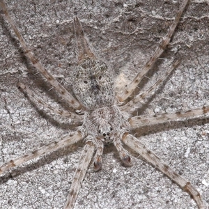 Tamopsis eucalypti (A two-tailed spider) at Yarralumla, ACT - 7 Sep 2025 by TimL