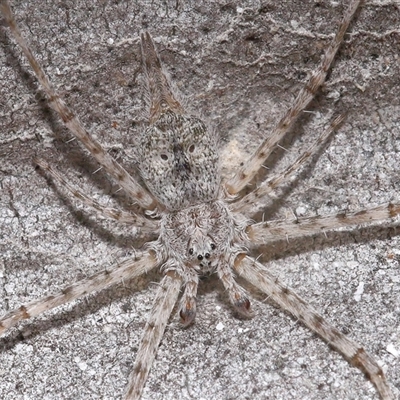 Tamopsis eucalypti (A two-tailed spider) at Yarralumla, ACT - 7 Sep 2025 by TimL