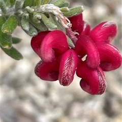 Grevillea lanigera (Woolly Grevillea) at Uriarra Village, ACT - 7 Sep 2025 by Clarel