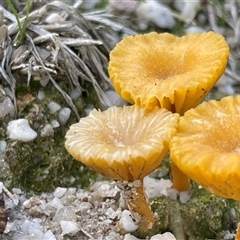 Lichenomphalia chromacea (Yellow Navel) at Uriarra Village, ACT - 7 Sep 2025 by Clarel