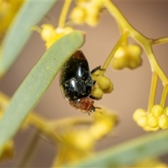 Cryptolaemus montrouzieri (Mealybug ladybird) at Parkes, ACT - 1 Sep 2025 by AlisonMilton