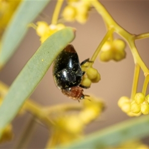 Cryptolaemus montrouzieri (Mealybug ladybird) at Parkes, ACT - 1 Sep 2025 by AlisonMilton