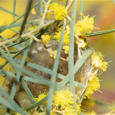 Lymantriinae (subfamily) (Unidentified tussock moths) at Parkes, ACT - 1 Sep 2025 by AlisonMilton