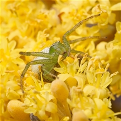 Australomisidia ergandros at Acton, ACT - 13 Sep 2024 by Debbie05