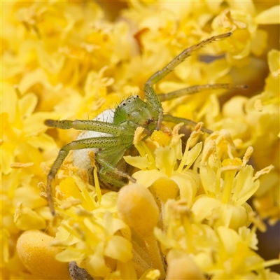 Australomisidia ergandros at Acton, ACT - 13 Sep 2024 by Debbie05