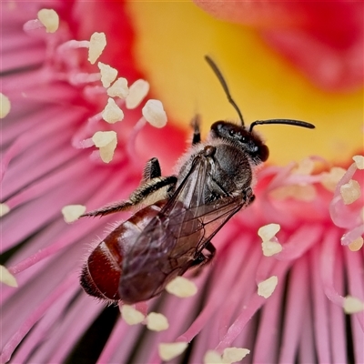 Lasioglossum (Parasphecodes) sp. (genus & subgenus) (Halictid bee) at Acton, ACT - 13 Jan 2025 by Debbie05