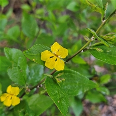 Goodenia ovata (Hop Goodenia) at Narooma, NSW - 7 Sep 2025 by MatthewFrawley