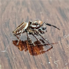 Opisthoncus sp. (genus) (Opisthoncus jumping spider) at Narooma, NSW - 7 Sep 2025 by MatthewFrawley