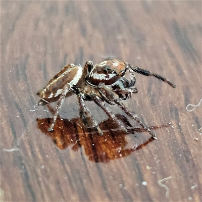 Opisthoncus sp. (genus) (Opisthoncus jumping spider) at Narooma, NSW - 7 Sep 2025 by MatthewFrawley