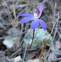 Caladenia caerulea (Blue Fingers, Blue Fairies) at Yass River, NSW - 7 Sep 2025 by SenexRugosus