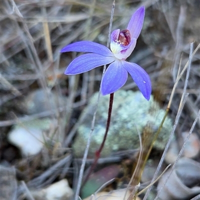 Caladenia caerulea (Blue Fingers, Blue Fairies) at Yass River, NSW - 7 Sep 2025 by SenexRugosus