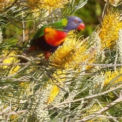 Trichoglossus moluccanus (Rainbow Lorikeet) at Narooma, NSW - 6 Sep 2025 by MatthewFrawley