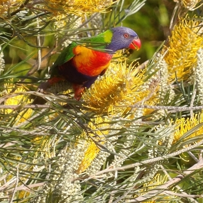 Trichoglossus moluccanus (Rainbow Lorikeet) at Narooma, NSW - 6 Sep 2025 by MatthewFrawley