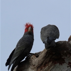Callocephalon fimbriatum (Gang-gang Cockatoo) at Aranda, ACT - 7 Sep 2025 by lbradley
