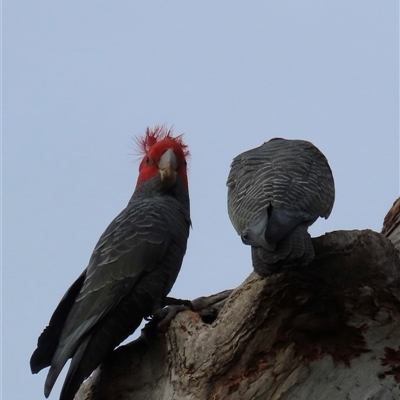 Callocephalon fimbriatum (Gang-gang Cockatoo) at Aranda, ACT - 7 Sep 2025 by lbradley