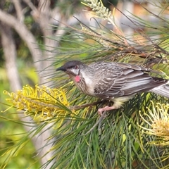 Anthochaera carunculata (Red Wattlebird) at Narooma, NSW - 6 Sep 2025 by MatthewFrawley