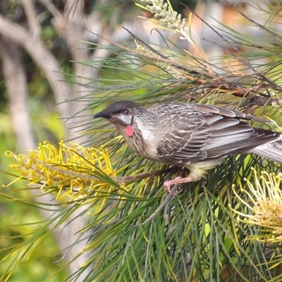 Anthochaera carunculata (Red Wattlebird) at Narooma, NSW - 6 Sep 2025 by MatthewFrawley