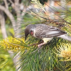 Anthochaera carunculata at Narooma, NSW - 6 Sep 2025 08:18 AM