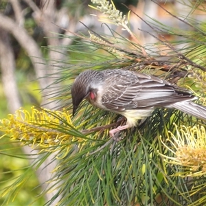 Anthochaera carunculata at Narooma, NSW - 6 Sep 2025 08:18 AM