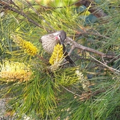 Anthochaera carunculata at Narooma, NSW - 6 Sep 2025 08:18 AM