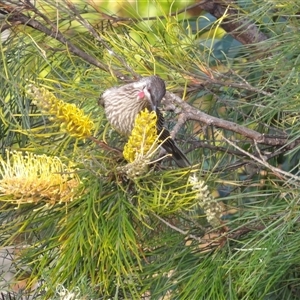 Anthochaera carunculata at Narooma, NSW - 6 Sep 2025 08:18 AM