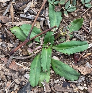 Solenogyne dominii (Smooth Solenogyne) at Obley, NSW - 25 Jun 2025 by Tapirlord
