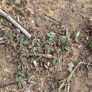 Grona varians (Slender Tick-Trefoil) at Obley, NSW - 25 Jun 2025 by Tapirlord