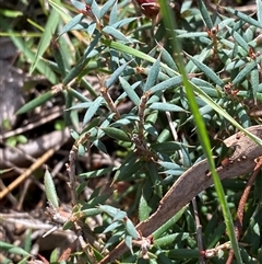 Styphelia humifusum (Cranberry Heath) at Obley, NSW - 25 Jun 2025 by Tapirlord