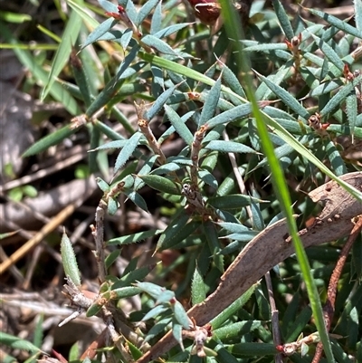 Styphelia humifusum (Cranberry Heath) at Obley, NSW - 25 Jun 2025 by Tapirlord