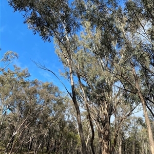 Eucalyptus melliodora (Yellow Box) at Obley, NSW - 25 Jun 2025 by Tapirlord