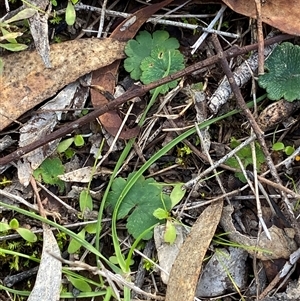 Hydrocotyle laxiflora (Stinking Pennywort) at Obley, NSW - 25 Jun 2025 by Tapirlord
